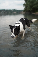 dog playing in the water