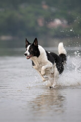 dog playing in the water