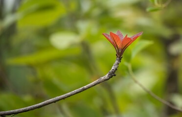 A New Leaf Blooms in the Indian Jungle