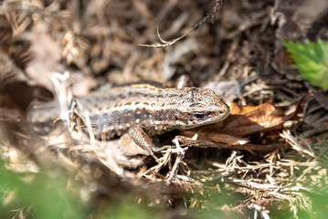 The lizard, harmless to humans, hides among the vegetable beds.