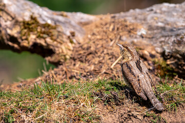 Eurasian Wryneck perched on a ground.