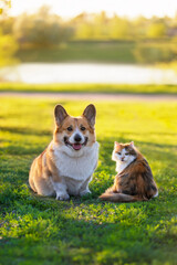 a fluffy cat and a cheerful Pembroke corgi dog are sitting on a sunny spring meadow