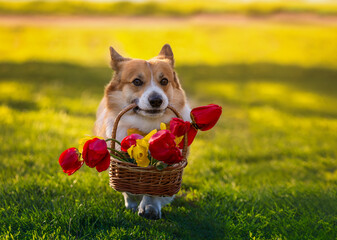 cute corgi dog holding a basket of tulips in his teeth in the spring garden