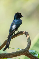 Black Drongo
