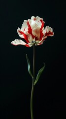 A red and white parrot tulip, long stem on a black dark background. Parrot tulip with red and white striped petals against a black background, highlighting its vibrant colors and intricate details