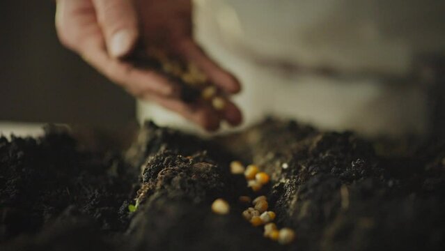 Modern farming. A young farmer sows corn grains in prepared soil. Farmer agriculture concept. The process of planting corn seeds. Modern food growing using natural resources