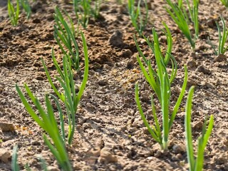 Green onions in the garden