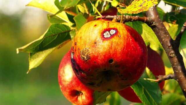 Apple Scab is a disease of apple fruit