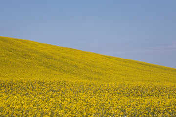 Rapeseed fields in the Scanian landscape