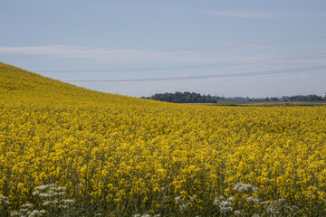Rapeseed fields in the Scanian landscape