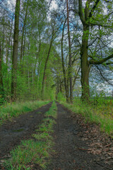 Fototapeta premium Gruntowa droga w gęstym, mieszanym lesie.