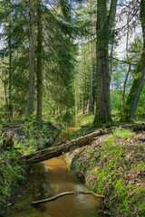 Leśny strumień płynący przez wysoki, mieszany las.