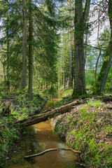Leśny strumień płynący przez wysoki, mieszany las. © boguslavus