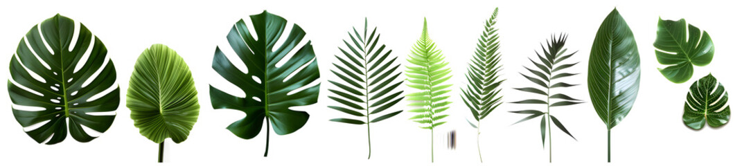 Tropical plants bush with a collection of green leaves, perfect for nature-themed designs, tropical holiday promotions, or eco-friendly campaigns.