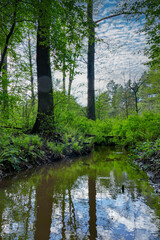 Leśny strumień płynący przez wysoki, mieszany las. © boguslavus