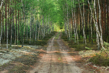 Gruntowa droga w gęstym, mieszanym lesie.