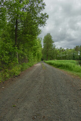 Fototapeta na wymiar Gruntowa droga w gęstym, mieszanym lesie.