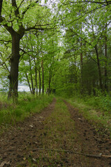 Gruntowa droga w gęstym, mieszanym lesie.