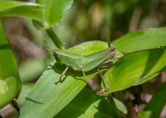 A small green grasshopper embarks on a journey up a slender blade of vibrant green grass in a warm Virginia meadow.