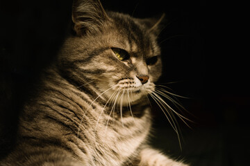Contrasting gray tabby cat on a black background. Portrait of a formidable cat. Side view. High quality photo