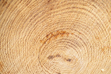 Naklejka premium Cross section of a tree trunk