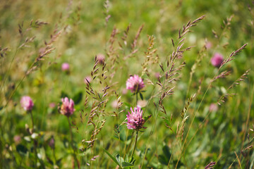 koniczyna, Trifolium pratense L. © Marcin Łazarczyk