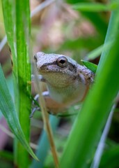 A small spring peeper, a tiny frog no larger than a thumb, clings to a blade of grass with delicate precision.