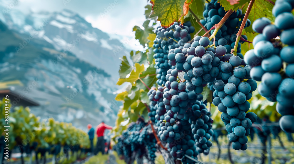 Poster Vineyards with grapevine, bunches of grapes Hanging vine plant.