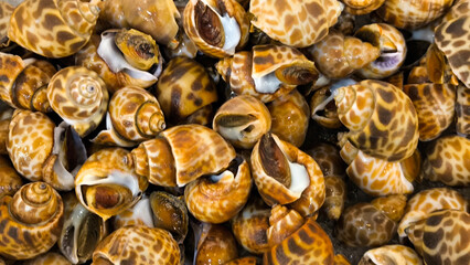 Sweet clams in the restaurant for background