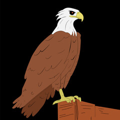 Eagle illustration