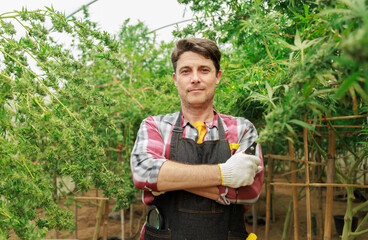 Marijuana cannabis plant farmer inspecting plants health for medical science use, male caucasian...