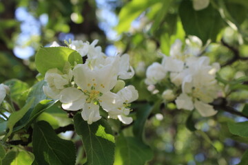 Cherry blossom flowers on a spring day