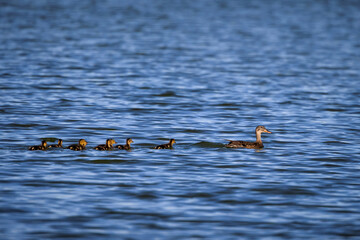 Female duck with her babies swimming in a lake.