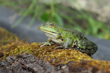 Männlicher grüner Frosch sitzt auf einem bemoosten Stamm
