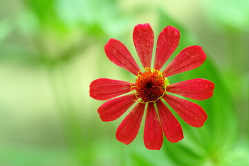 Zinnia elegans flower in bloom, macro photography, close up, plant.