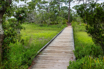 Boardwalk in coastal south low country