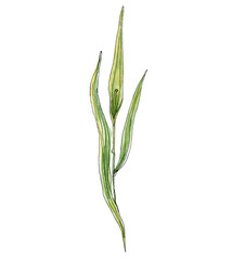 Green grass watercolor detailed illustration. Hand drawn realistic botanical blade of fresh grass element isolated . Fresh lush herb decorative clipart.