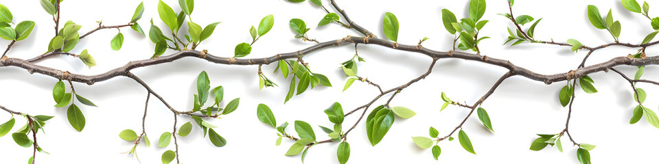 Fresh green leaves on twisting branches extend across a pure white background, depicting growth and nature