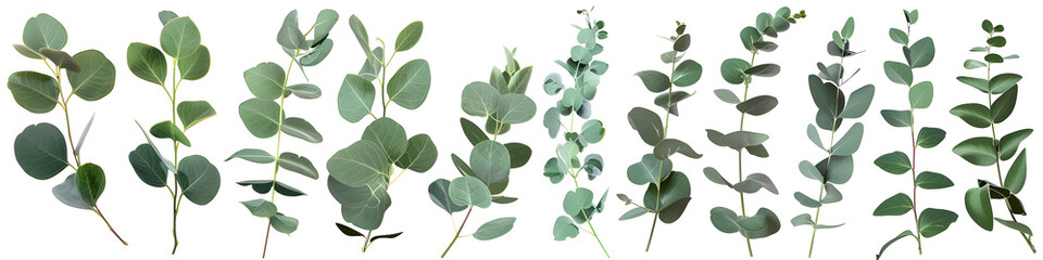 Collection of various eucalyptus branches with leaves isolated on a white background