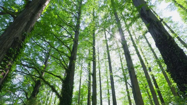 太陽の光が綺麗な新緑の木