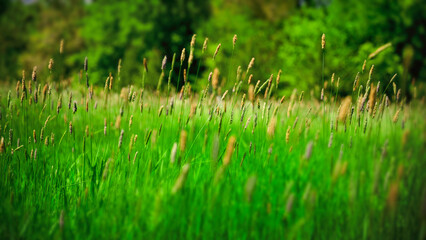 Blur nature background of Sioux Falls Greenway Walking Trails in Summer: The tranquil vibrant...