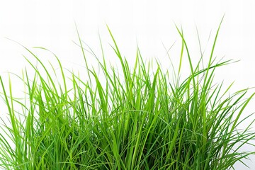 Green grass against white background, high quality, high resolution