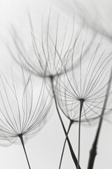 Delicate Dandelion Seeds in Black and White Macro