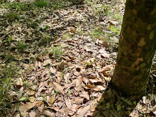 Fototapeta premium 日が当たる落ち葉