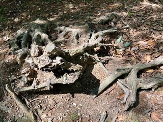 光が当たっている木の根っこ