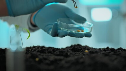 A professional specialist conducts an experiment with planting genetically modified corn grains in prepared soil in the laboratory. The process of growing food in a laboratory - Powered by Adobe