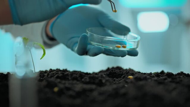 A professional specialist conducts an experiment with planting genetically modified corn grains in prepared soil in the laboratory. The process of growing food in a laboratory