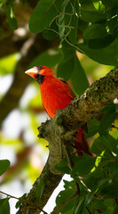 bird cardinal red