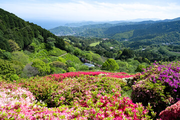 静岡県熱海市　姫の沢公園のツツジ