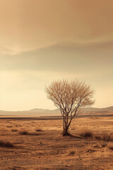 Solitary Tree Embracing the Desert's Sunset Glow